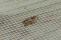 Epinotia tenerana