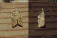 Pandemis corylana