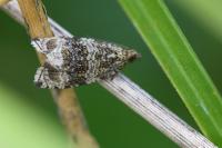Celypha lacunana