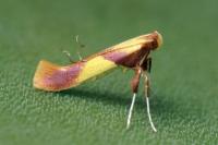 Caloptilia robustella