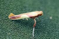 Caloptilia alchimiella