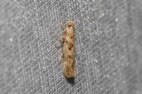 Scrobipalpa