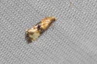 Eupoecilia angustana