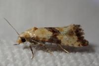 Eupoecilia angustana