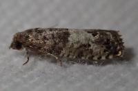Spilonota laricana