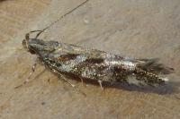 Aristotelia