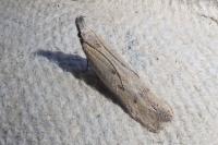Mesophleps corsicella