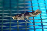 Argyresthia goedartella