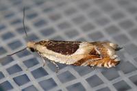 Ancylis badiana