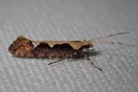 Rhigognostis incarnatella