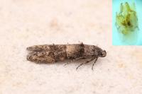 Sorhagenia janiszewskae