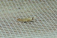Coleophora salicorniae