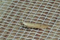 Coleophora salicorniae