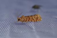 Lozotaeniodes formosana