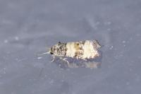 Piniphila bifasciana