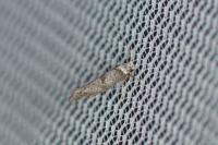 Paraswammerdamia albicapitella