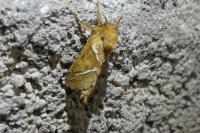 Triodia sylvina