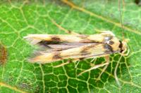 Stathmopoda pedella