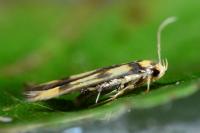 Stathmopoda pedella