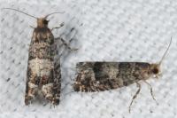 Epinotia pusillana
