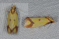 Agapeta zoegana