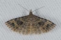 Alucita hexadactyla