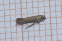 Scythris terrenella