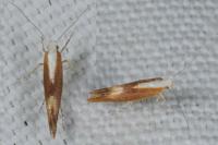 Argyresthia albistria