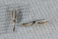 Argyresthia bonnetella