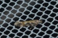 Aristotelia subdecurtella