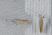 Aspilapteryx tringipennella