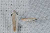 Aspilapteryx tringipennella
