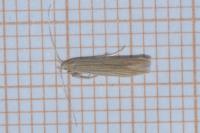 Coleophora therinella