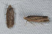 Bryotropha