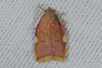 Carcina quercana