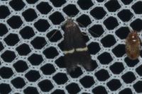 Aproaerema larseniella