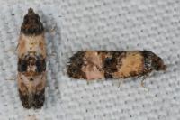 Cochylichroa atricapitana