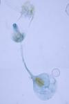 Lobesia reliquana
