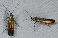 Coleophora