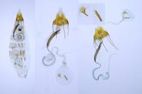 Coleophora therinella