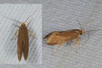 Crassa unitella