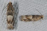 Crocidosema plebejana