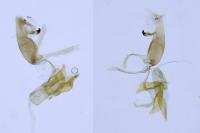 Aproaerema larseniella
