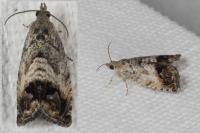 Cydia splendana
