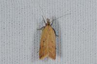 Dichomeris limosella