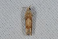 Eucosma conterminana