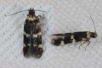 Oegoconia