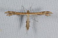Oxyptilus