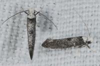 Paraswammerdamia albicapitella