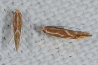 Phyllonorycter